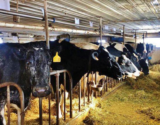 Holsteins in Bidlingmaier stanchion barn
