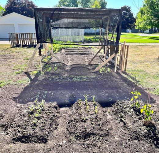 Brazil native 3.JPEG