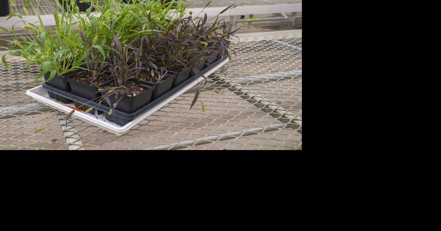 Researchers develop tools to turn grain crops into biosensors