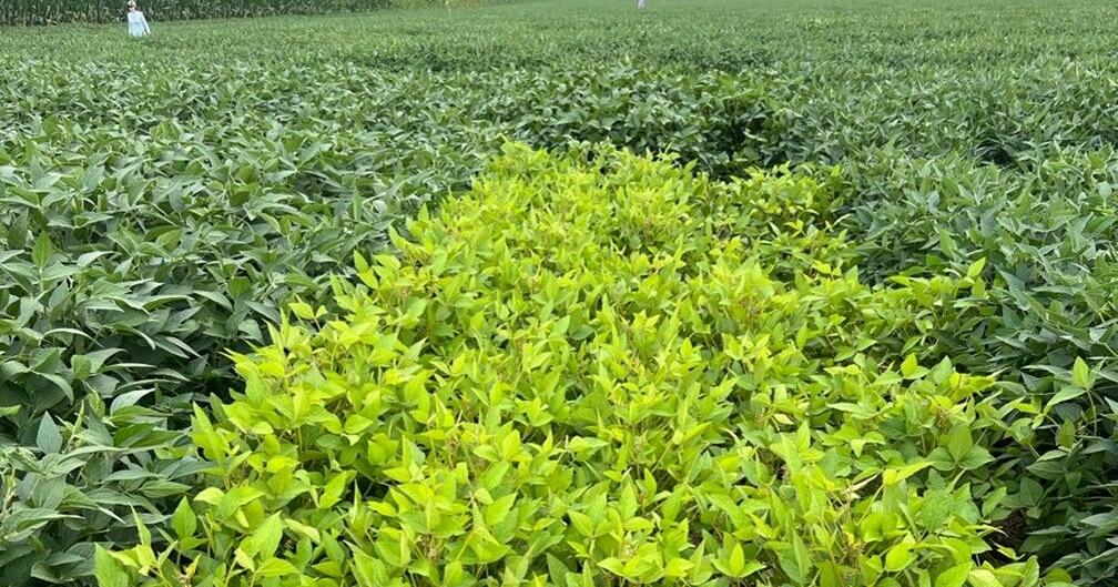Cool Bean: Soybeans teach us about nodulation