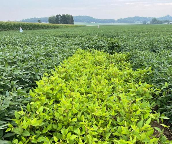 Soybeans