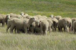 Sheep production Ollila (114).JPG