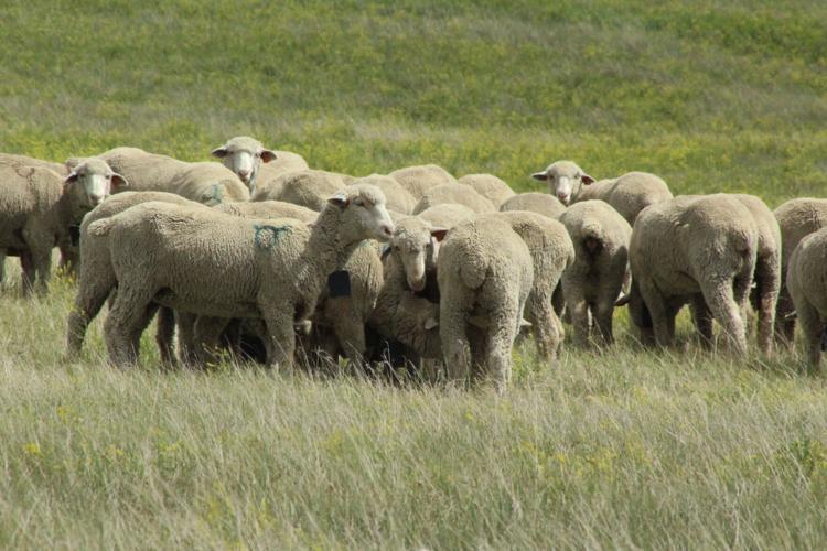 Sheep production Ollila (114).JPG