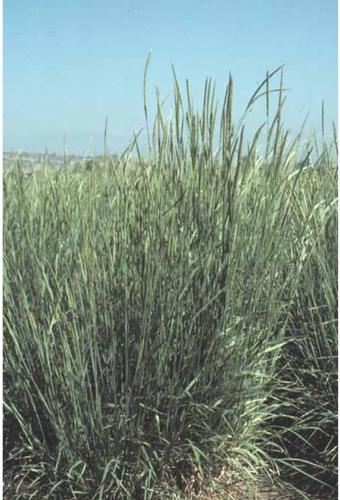 Beartooth Seed raises certified grass seed and legumes for top seed ...