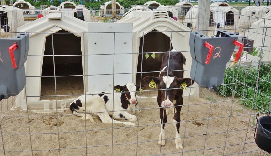 Holstein calves share pen