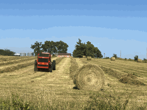 Timing, height vital for last hay cutting