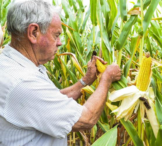 Dan O'Brien checking ears of corn
