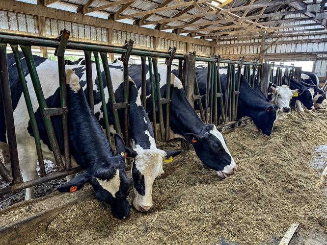 Dairy cows eating