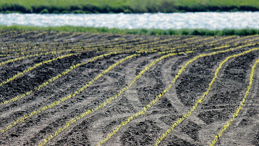 Emerging crop rows