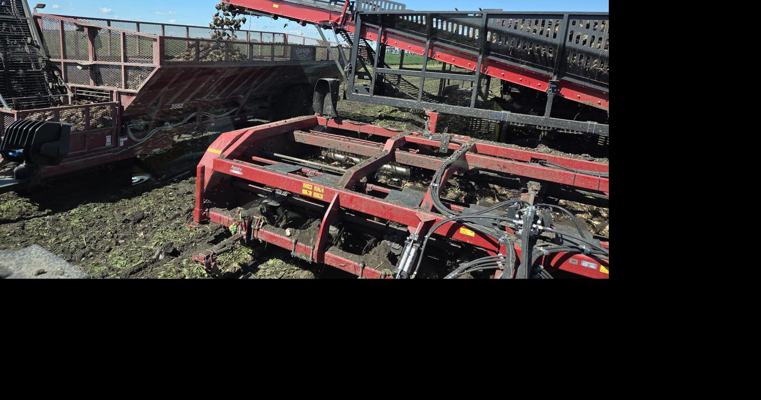 Beet harvester digging