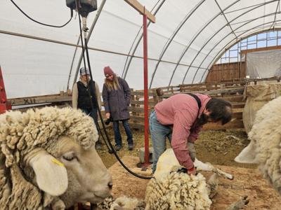 Blackman ranch completes spring shearing