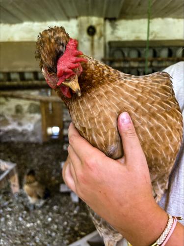 Chicken
