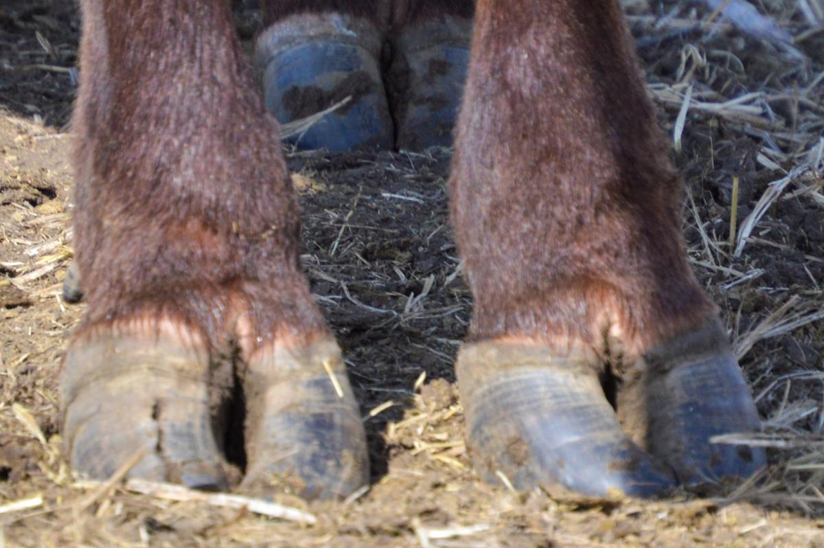 Northwest Iowa Livestock Forum to feature hoof health markets June 26