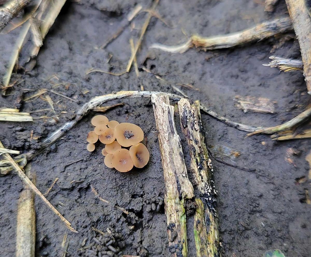 white mold
