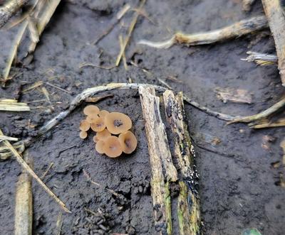 white mold