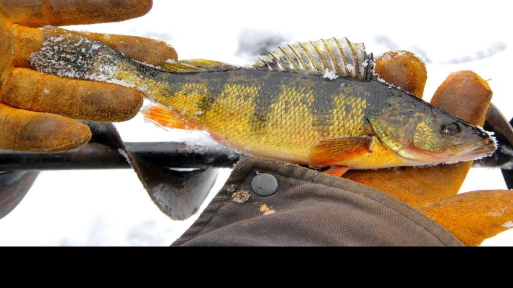 Researchers work to breed yellow perch Farm Life