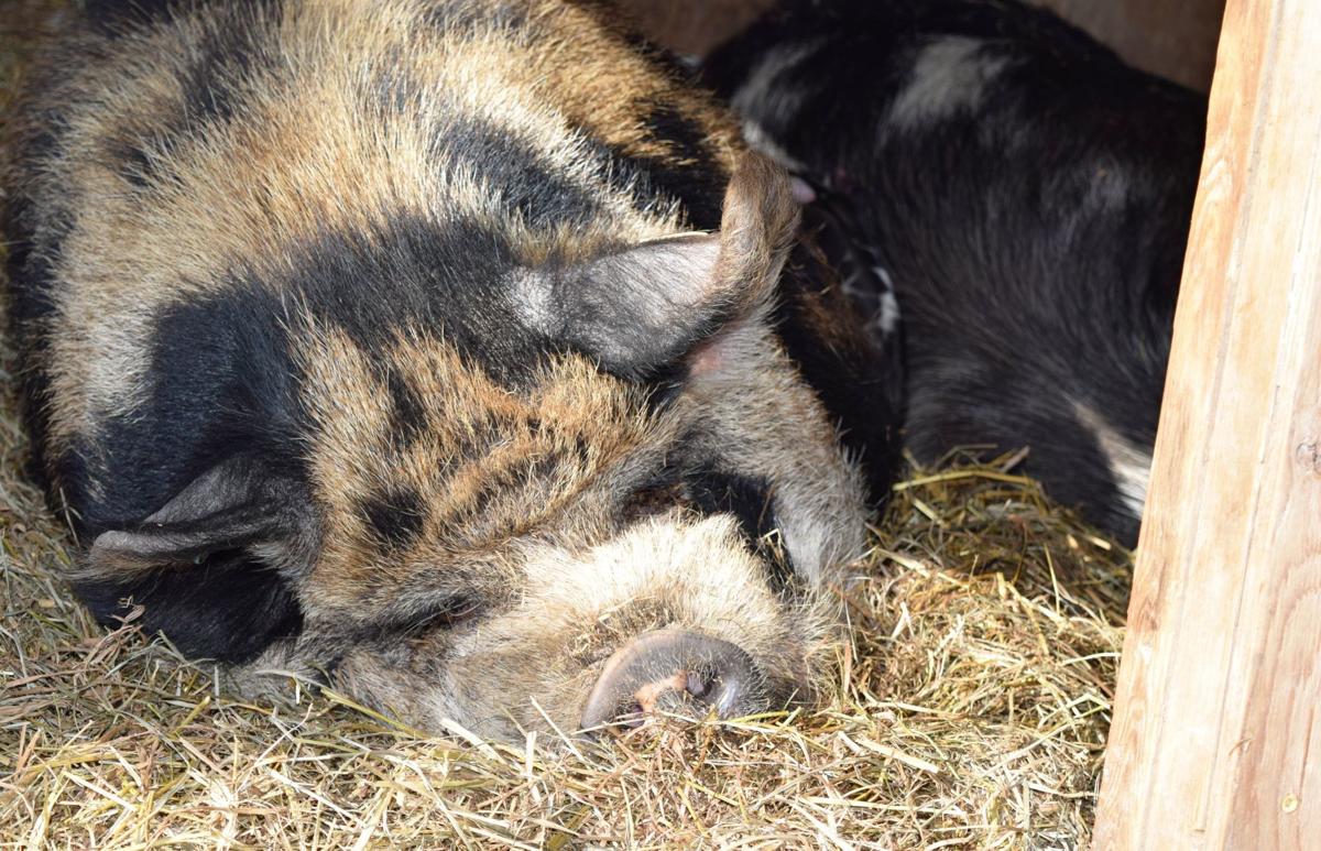 Happiness Is Pigs On Pasture Business Agupdate Com