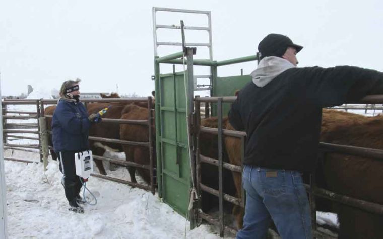 McHenry county rancher