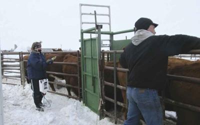 McHenry county rancher