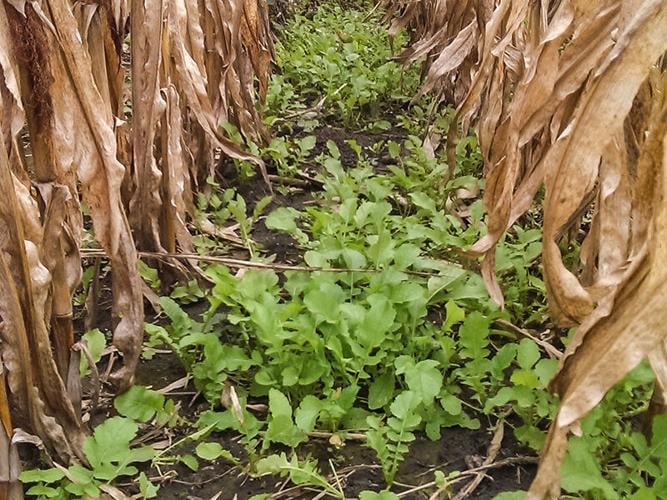 Daikon radish cover crop