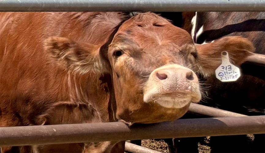 Cow
