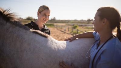 Providing equine first aid until a veterinarian arrives