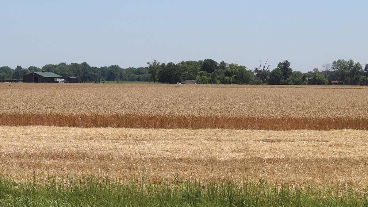 Wheat as a double crop