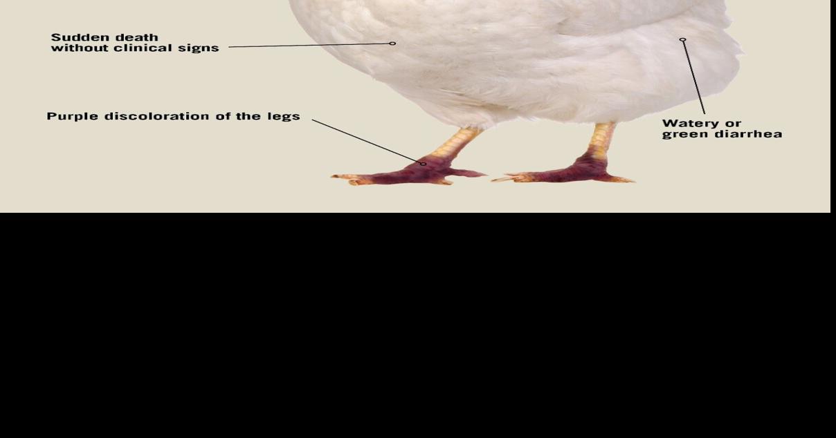 Avian influenza detected in Montana; flocks culled