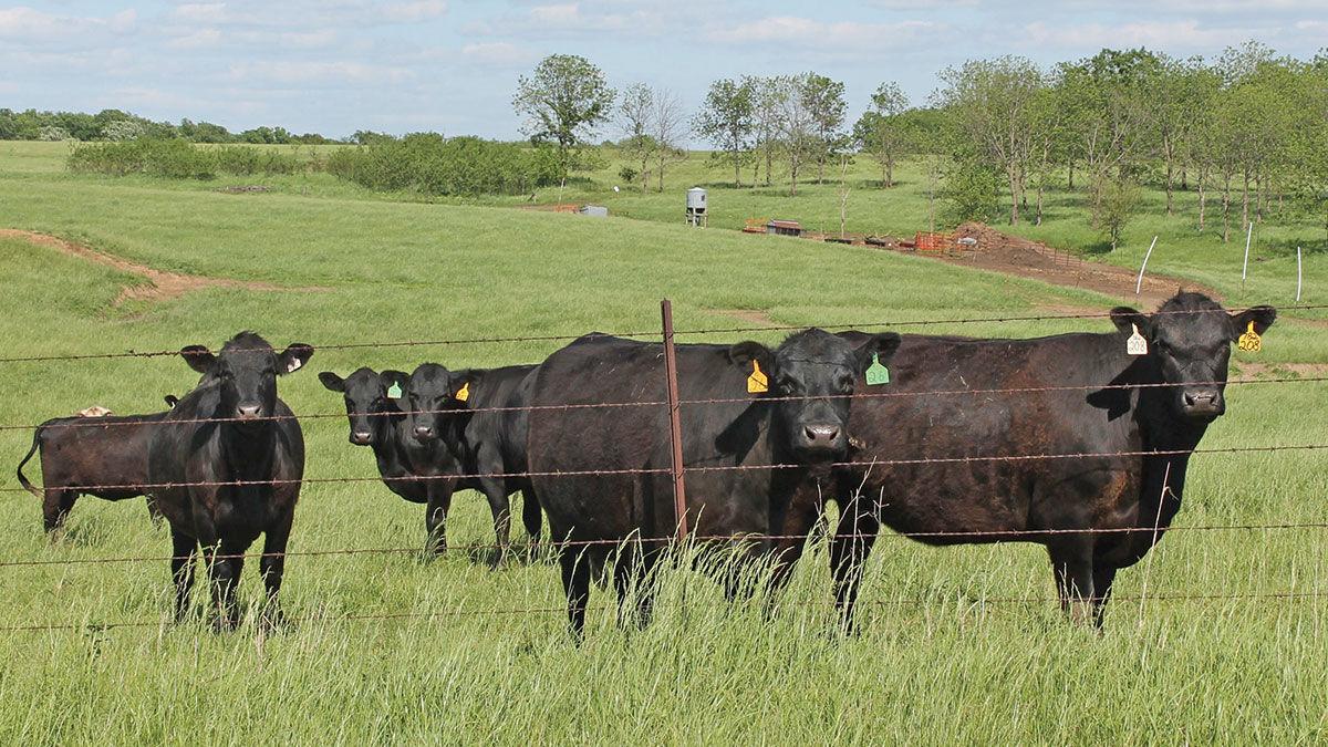Fall calving