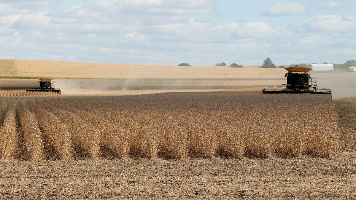 Jeff Johnson combines beans near Sidney in Fremont County