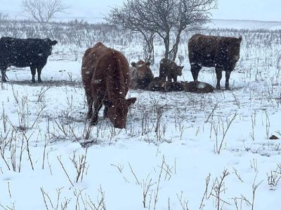 cattle winter pasture