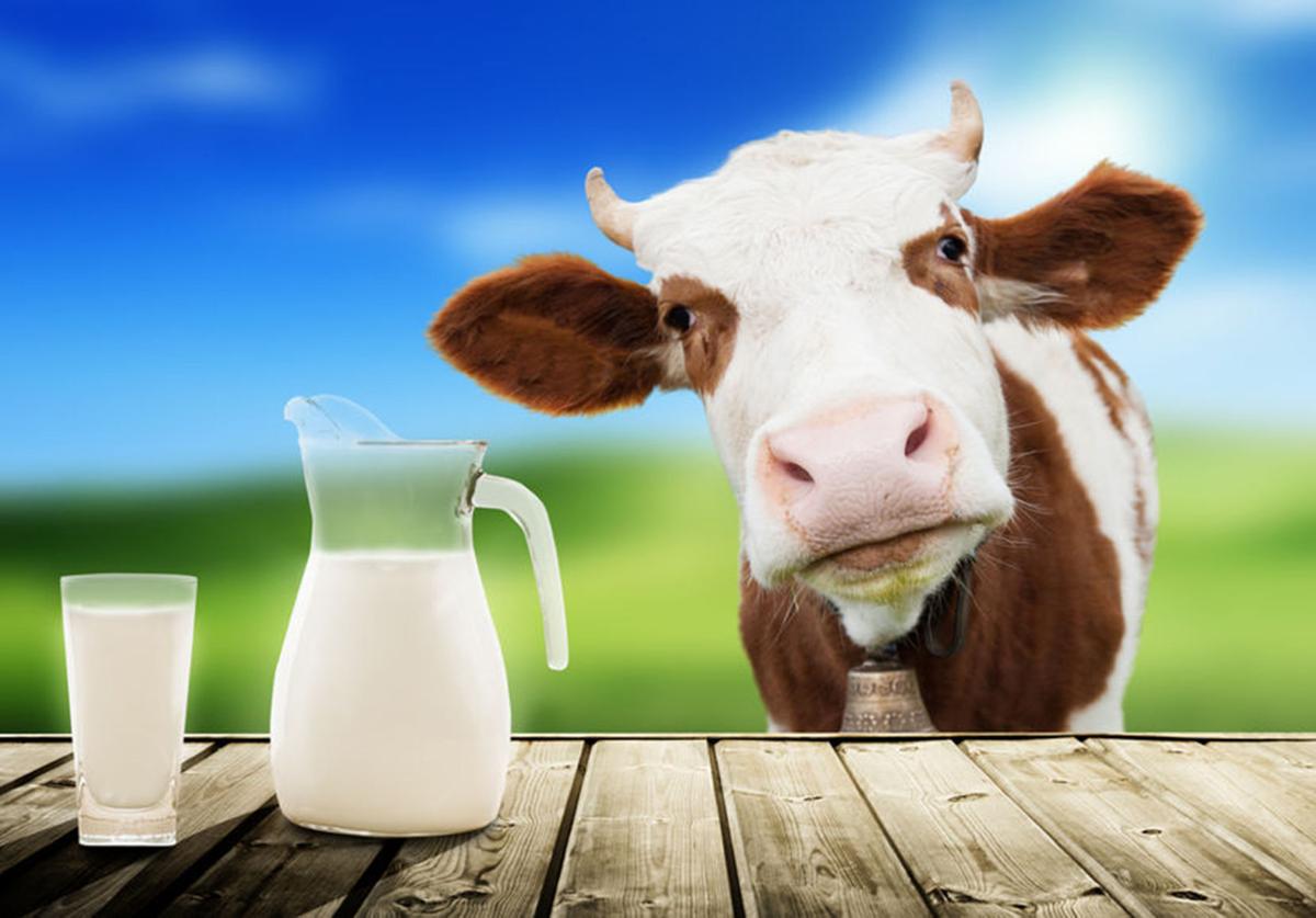 Dairy cow with milk