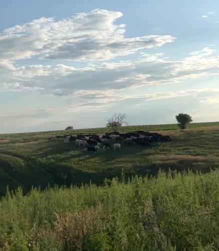 WEB-CW-Zeisler-(2).jpg