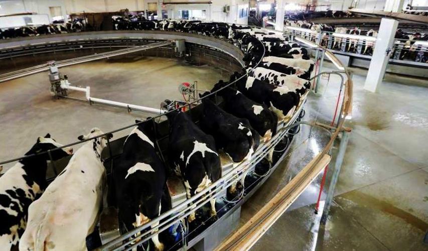 Closeup of rotary-milking system