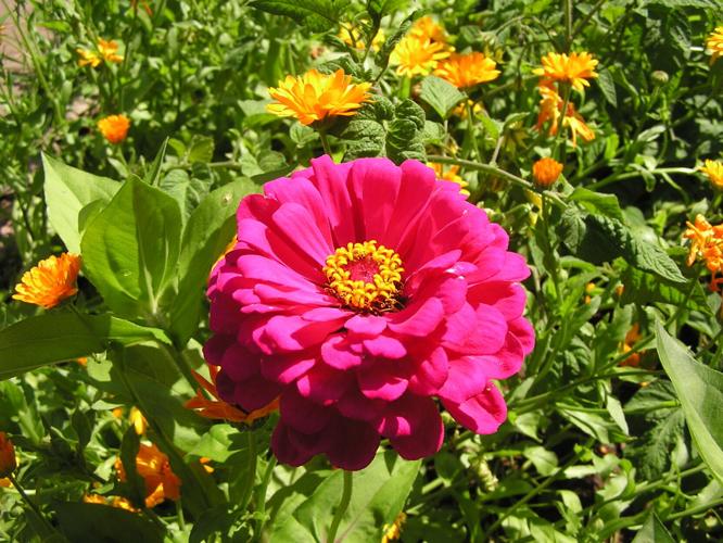 Zinnia