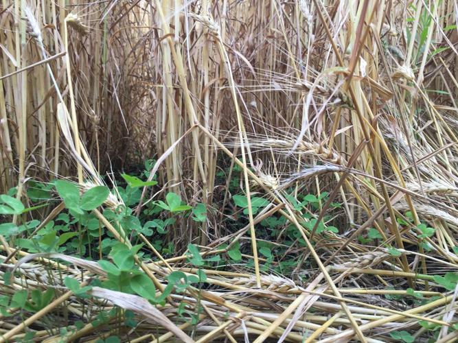 Red clover growing under winter wheat