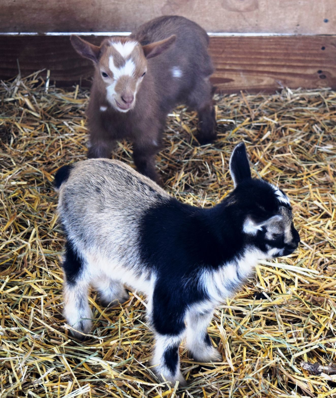 bottle feeding baby goats