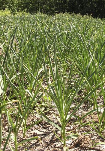 Garlic