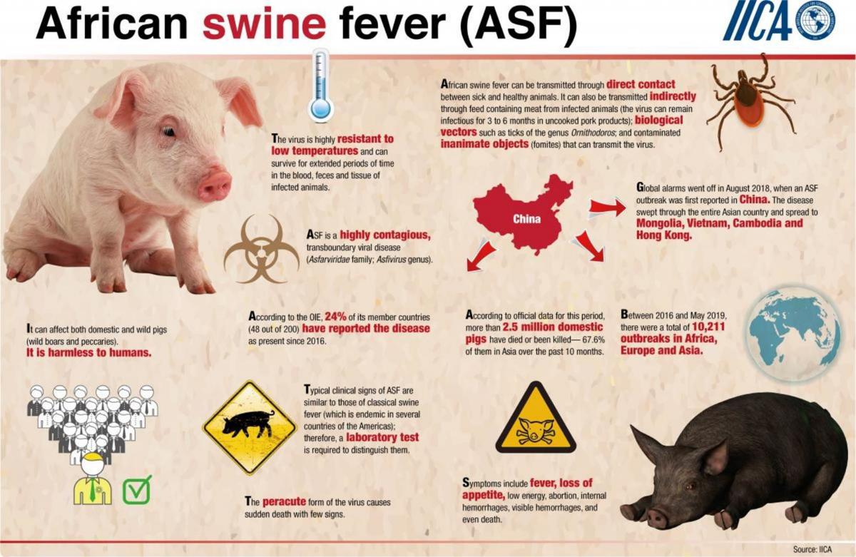 African swine fever spreads
