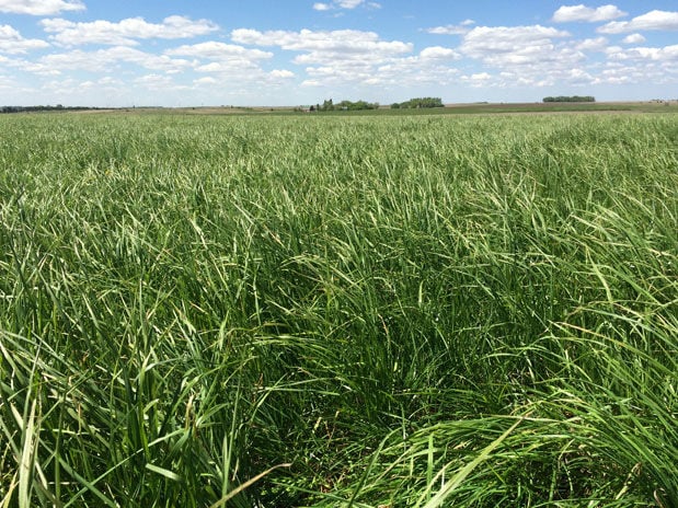 Pasture and Forage Minute: Soybean Residue Forage Benefits, Safe