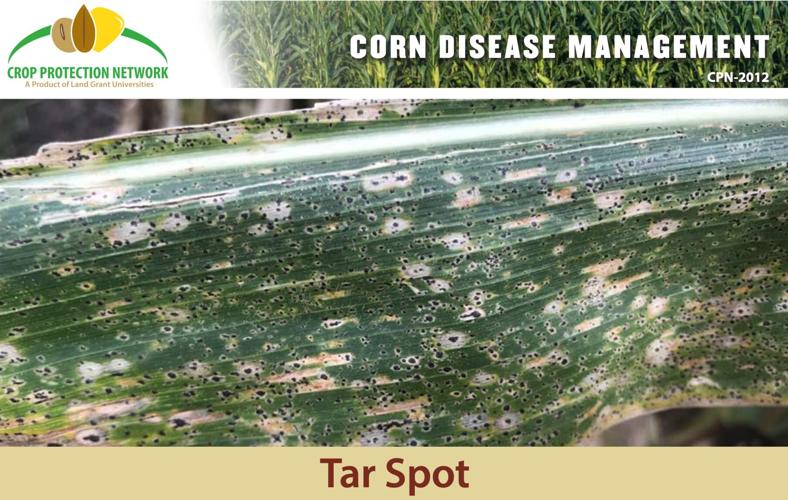 Corn Tar Spot