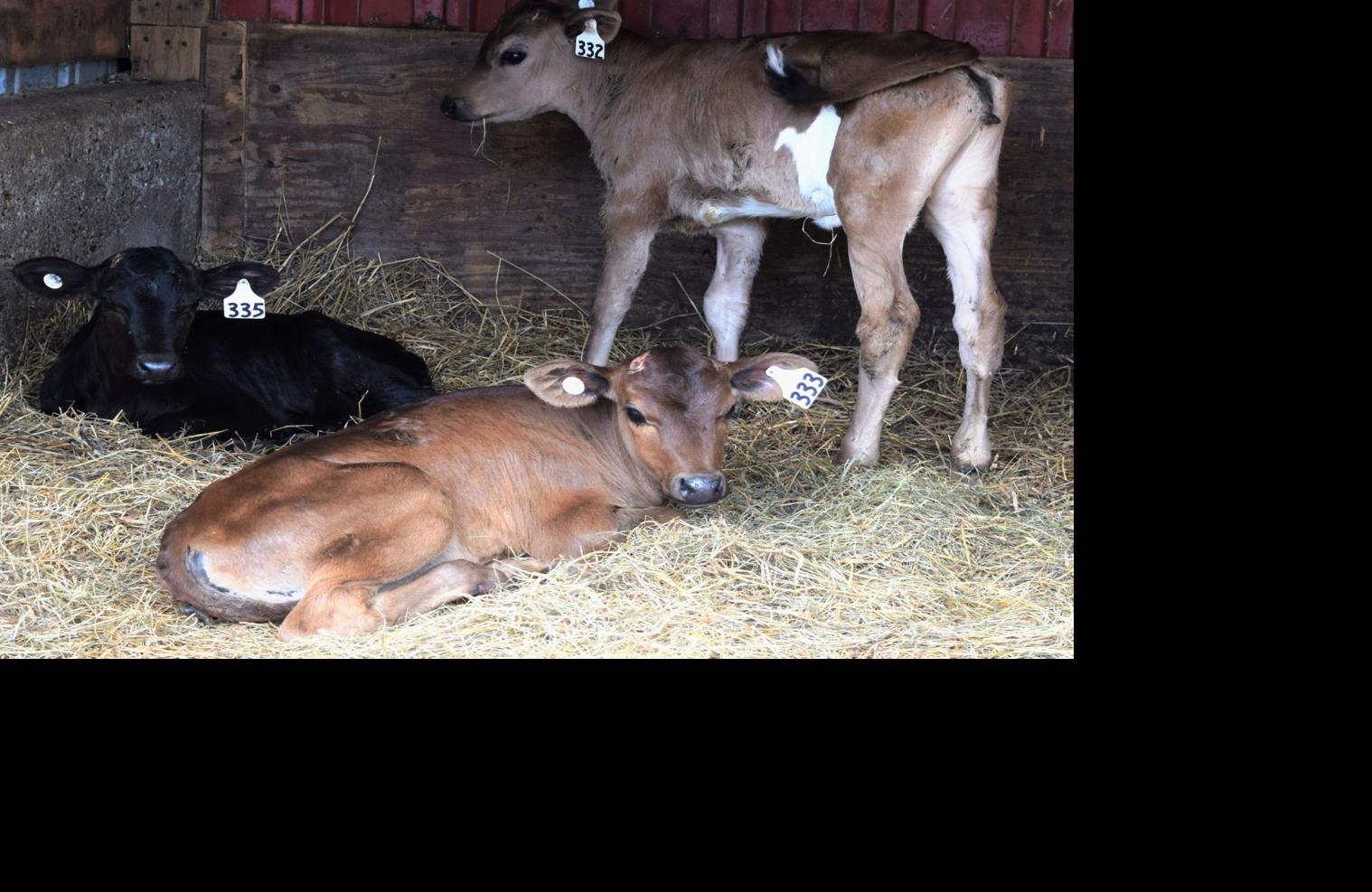 Calves in clean bedding