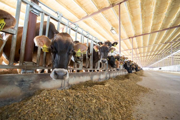 Midwest Dairy ID13104 - Cows in Barn with Feed.jpg
