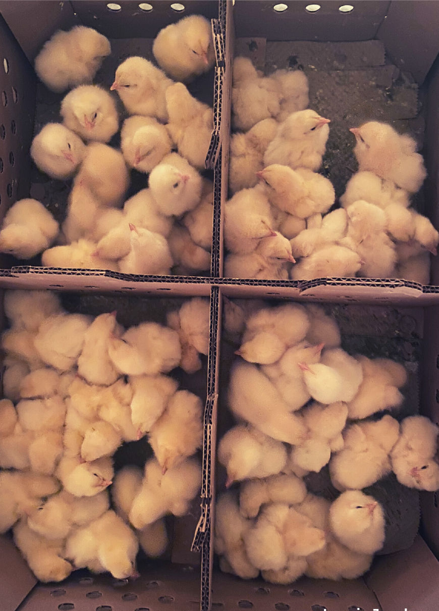 Mail order chicks not recommended business agupdate