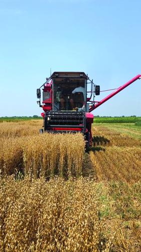 Oat harvest (3) - worked.jpg