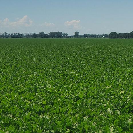 Sugarbeets ready for pre-pile