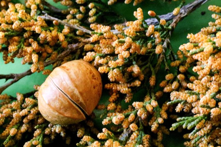 Red-cedar pollen and hickory nut