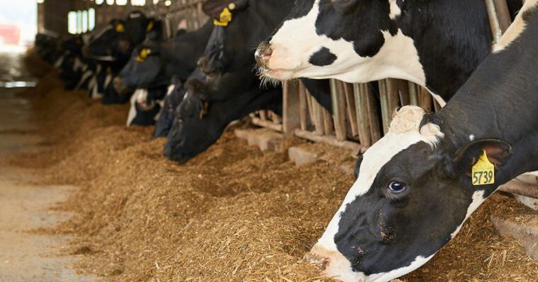 Dairyland Seed HiDF silage and in-depth insights help farmers maximize profit through data-driven decisions