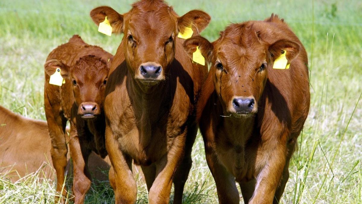 Cattle feeder shares health tips to reduce losses