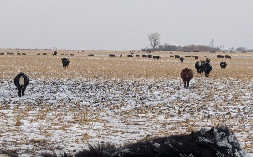 Late fall corn stalk grazing